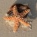 Item-starfish