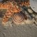 Item-spiral2