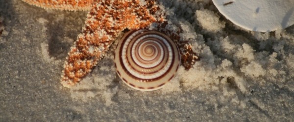 spiral shells jpg link to Holiday Potluck 12/25/17